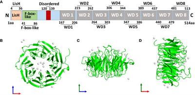 Two decades of a protooncogene TBL1XR1: from a transcription modulator to cancer therapeutic target